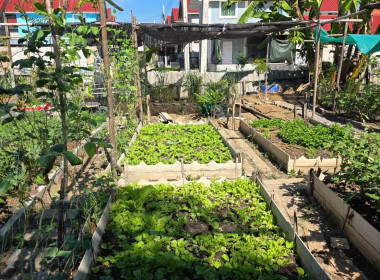 ประสานงานบ้านมั่นคง ให้ร่วมโครงการปรัชญาเศรษฐกิจพอเพียง ... พารามิเตอร์รูปภาพ 11