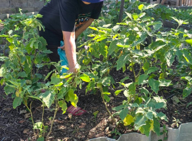 ประสานงานบ้านมั่นคง ให้ร่วมโครงการปรัชญาเศรษฐกิจพอเพียง ... พารามิเตอร์รูปภาพ 14