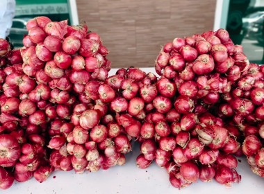 กระจายผลผลิตหอมแดงศรีสะเกษ ภายใต้แคมเปญ "รักนะ เลยให้หอม" พารามิเตอร์รูปภาพ 3